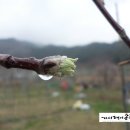 가시랭이사과농원 이미지