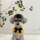 댕그루밍 이미지