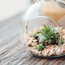 테라리움 이미지