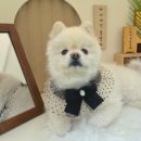 바비애견풀빌라 이미지