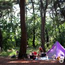 주식회사 솔숲 이미지