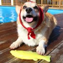 니드포펫 이미지