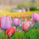 율곡수목원(4) | 파주 율곡수목원 튤립 활짝 서울근교 4월 5월 꽃구경 드라이브코스 갈만한곳
