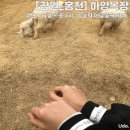 우형목장 | 강원도_홍천 | 하양목장, 어른이들의 방문 후기