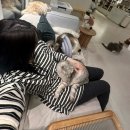 고양이주택 | 김포 고양이카페 추천 : 고영주택 후기