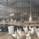 옥봉농장 이미지