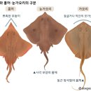 흑산홍어집 이미지