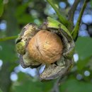 호두나무 (식물) [Juglans sinensis] 이미지