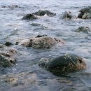 파도향기 이미지