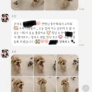 맘에든 유치원 | 일산애견유치원 추천하는 맘바이 강아지유치원
