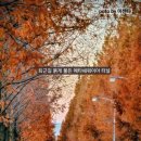 (주)호반산업 | 울산 두왕동 메타쉐쿼이아 단풍길 실시간 후기-퇴근길 풍경 사진