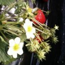 민간요법 - 봄을 알리는 반가운 과일 딸기의 효능 이미지