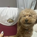 강아지세상 | 커스텀 모자제작 데일리커스텀, 우리 강아지 얼굴을 담은 세상에 하나뿐인 볼캡 후기