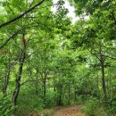 광포전자 이미지