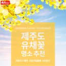 레드페이스제주 이미지