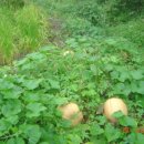 조전1리 이미지