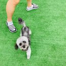 수영장이 있는 영종도 애견동반카페 '마당개 애견카페'