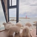 양양 더 하루 펜션 | 바다뷰에 바베큐까지? 양양 숨은 애견동반 명소! 바다빛무지개펜션 바다앞 바베큐 후기 (재방문)