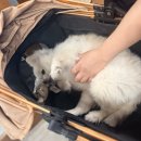 지민10 | 휴시크 분당 수내동 미용실｜지민 디자이너께 시술한 후기｜레이어드컷 + 펌 하나로 분위기가 이렇게...