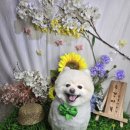 주견야DOG 이미지