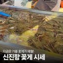 서해꽃게 | 서해 신진도 신진항, 지금 꽃게 얼마? 실시간 시세와 방문 후기