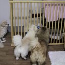 세이프독하우스 이미지