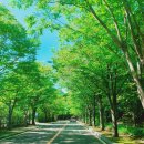 포항12경 경상북도수목원 후기