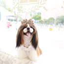 관저펫미용 | 시츄 배냇 미용 후기, 성남 용인애견미용, 피플앤펫