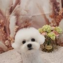 투숑펫살롱 이미지