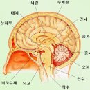 프라나 이미지