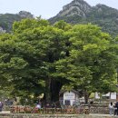 당산나무 티스토리