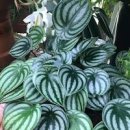 페페로미아 이미지