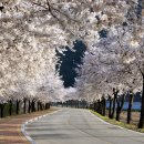 라제통문벚꽃길 이미지