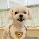 댕댕포유 이미지