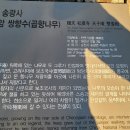 송광사 천자암 곱향나무 이미지