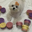 어뇽어뇽 이미지