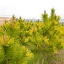 보광농원 이미지