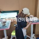 포항애견미용학원 이미지