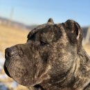 도그 팰리스 이미지