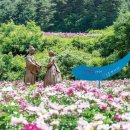 상동읍 매봉산공원(상동읍-16) | ‘살아 천년 죽어 천년’ 주목 화사하게 수놓은 연분홍 철쭉… 백두대간 중심 함백산 일대