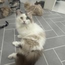 냥이의하루 카페.분양 이미지