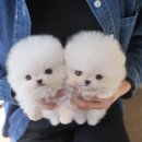 부산강아지분양 테디럽 명지본점 이미지