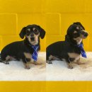 루루는포메 이미지