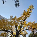 은행나무빌라 이미지