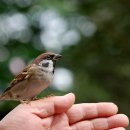 마이다스의손 이미지