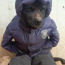 나나칩스 | 개나나증후군