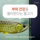 부와 건강을 불러온다는 물고기 "아시안 아로와나"~ 이미지