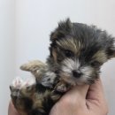 짱구 애견 하우스 이미지