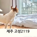 고성2119 | 제주애견동반펜션 독채 동쪽 서귀포 고성2119