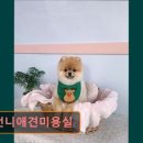 몽언니애견미용실 - 남구 중앙대로31길 128 | 몽언니애견미용실